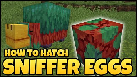 How to hatch a sniffer egg in minecraft - Minecraft: How to Hatch Sniffer Eggs. In order to hatch a Sniffer Egg, players simply need to place it down and then wait. Once placed, the Sniffer Egg will be in block form and will occasionally ...